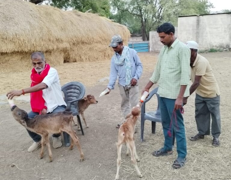 गौ सेवा का अनोखा मिशाल, नगर पंचायत कसडोल के सफाई कर्मचारियों द्वारा विगत 6 वर्षो से दुर्घटना में घायल गायों और बिछड़े हुए बछड़ों का कर रहे सेवा। आमजनों से सहयोग की अपेक्षा।